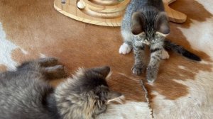 Дневник котят Барсика «Палочка-выручалочка«05-08-2026