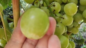 МУСКАТ МЕДОВЫЙ!!!🍇🍇🍇 ОЧЕНЬ ВКУСНАЯ ФОРМА!!! Telegram, WhatsApp, Vlber и MAX +79528500417.