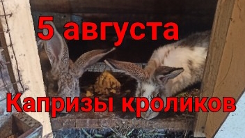 Солнечное августовское утро