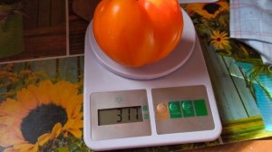Лискин нос. Красивый томат 🍅🍅🍅