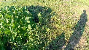 Первый подкоп молодой картохи.