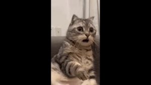 фокусы котов