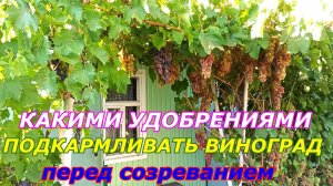 Какими удобрениями подкармить виноград перед созреванием ягод по Ф 5.Обзор виноградника