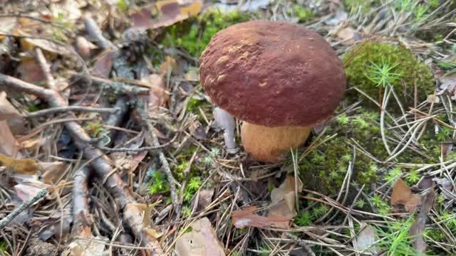 Какая сейчас ситуация с грибами
