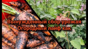 Вынужденный сбор урожая. Огородный лайф хак.