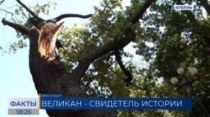 Переживший войны многовековой дуб пострадал после непогоды в Краснодаре