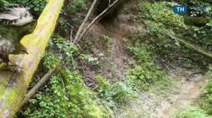 Фотоловушка в «Тульских засеках» засняла подросшего птенца канюка