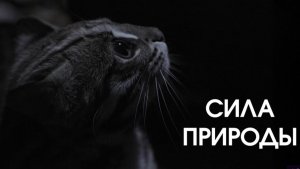 Сила природы - 1 серия (2026) / Force of Nature