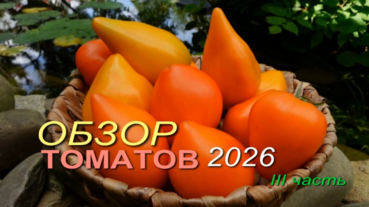 🍅Обзор коллекционных сортов ТОМАТОВ сезона 2026. III часть