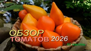 🍅Обзор коллекционных сортов ТОМАТОВ сезона 2026. III часть