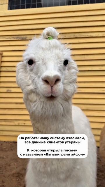Понятия не имею в чем дело…