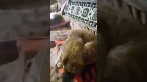 съёмки двухгодичной давности.Тяжело болела.Старшая кошка,сидела со мной днем,а младшая ночью.