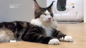 🐾 Мама-кошка подстригает шерсть на ферме и делает тигровую шапку для котят дома🐾🎩🐯