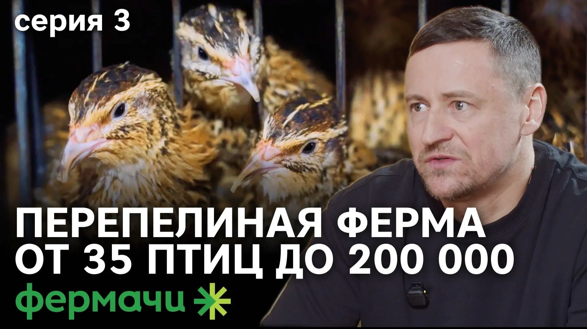 Бизнес на перепелах |  Перепелиные яйца | Птицеводство | Серия 3 | Фермачи