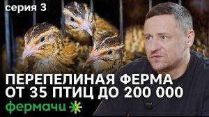 Бизнес на перепелах |  Перепелиные яйца | Птицеводство | Серия 3 | Фермачи