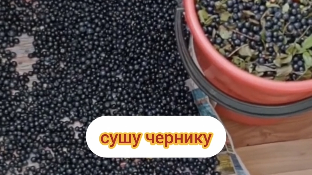 сушим чернику