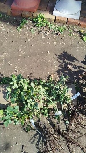 Саженцы роз и штамбы роз от Н.Н. Янова.
