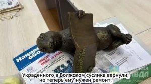 Украденного в Волжском суслика вернули...