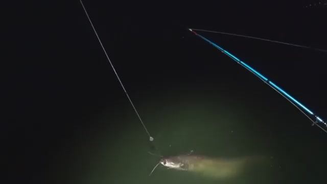 РЫБАЛКА НА  СОМА ! ОНО КУСАЛО РУКУ... НО Я ТАЩИЛ!!!!