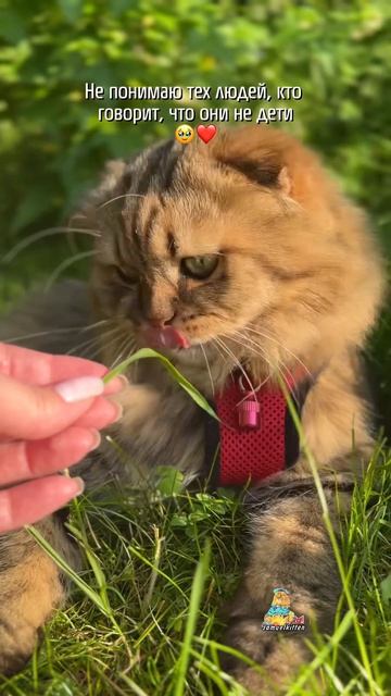Они наши пушистые дети🥹❤️ #котики #кошки #животные