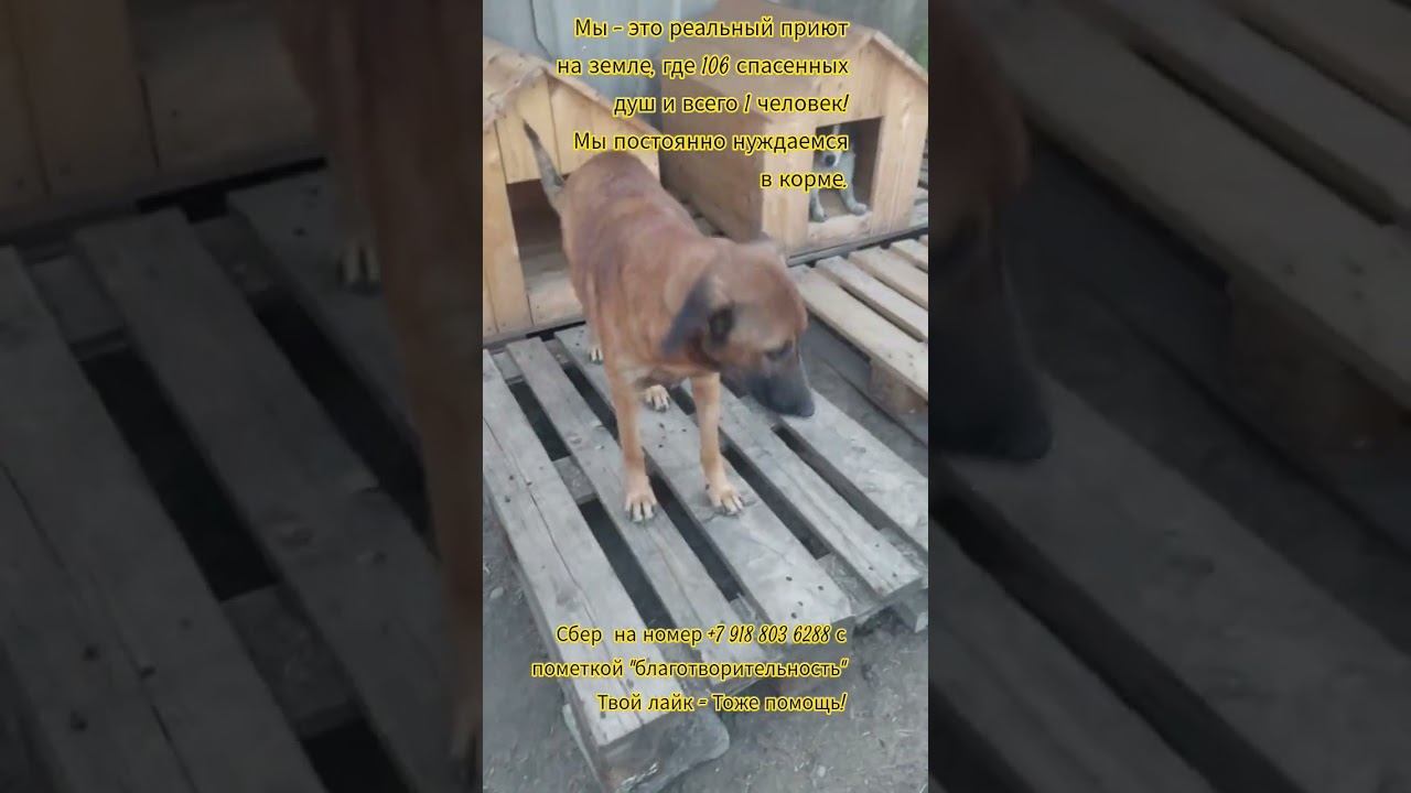Разобрала огромную старую будку и установила две новые