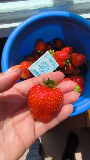 Клубника 🍓🍓🍓 2026.