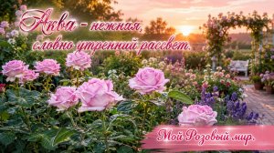 Изысканная роза с холодным розово-лиловым оттенком.