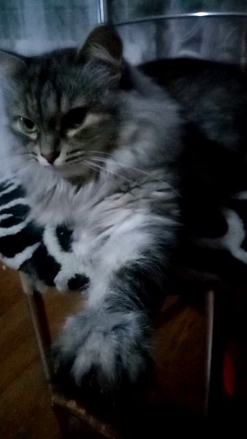 Кошка Майя лежит на стуле