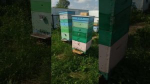 пчелы лето 2026 июль