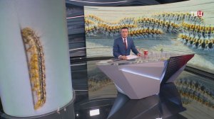 В Дании закрыли детские сады из-за нашествия ядовитых гусениц