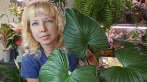 Пересадка хомаломены, цветочные новости