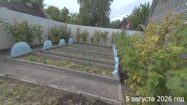 7 соток. Собрала хороший урожай малины. Хроника 5 августа 2026 год