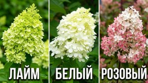 Гортензия метельчатая Лаймлайт (Limelight)