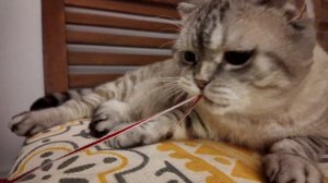 Приключения милого кота😺 🐈 Играйте с НАСТОЯЩИМИ котятами #Смешная история о Пушистых штана