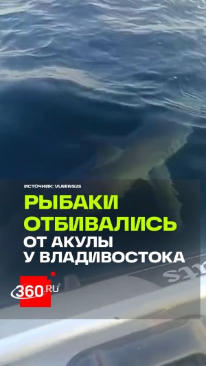 Наглая акула едва не перевернула резиновую лодку с рыбаками у Владивостока