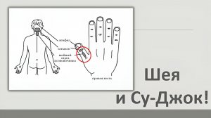 Су-Джок точки для шеи