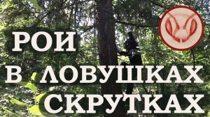 Рои в ловушках - скрутках