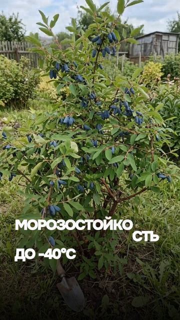 Саженцы для Сибири: яблони и жимолость для сурового климата