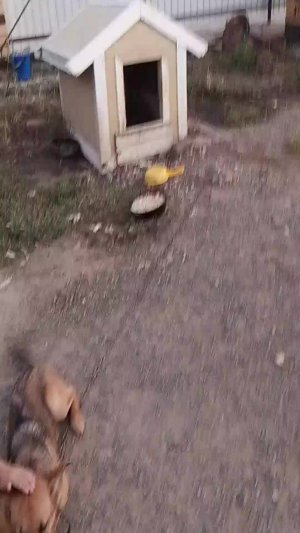 у Веры новая собака