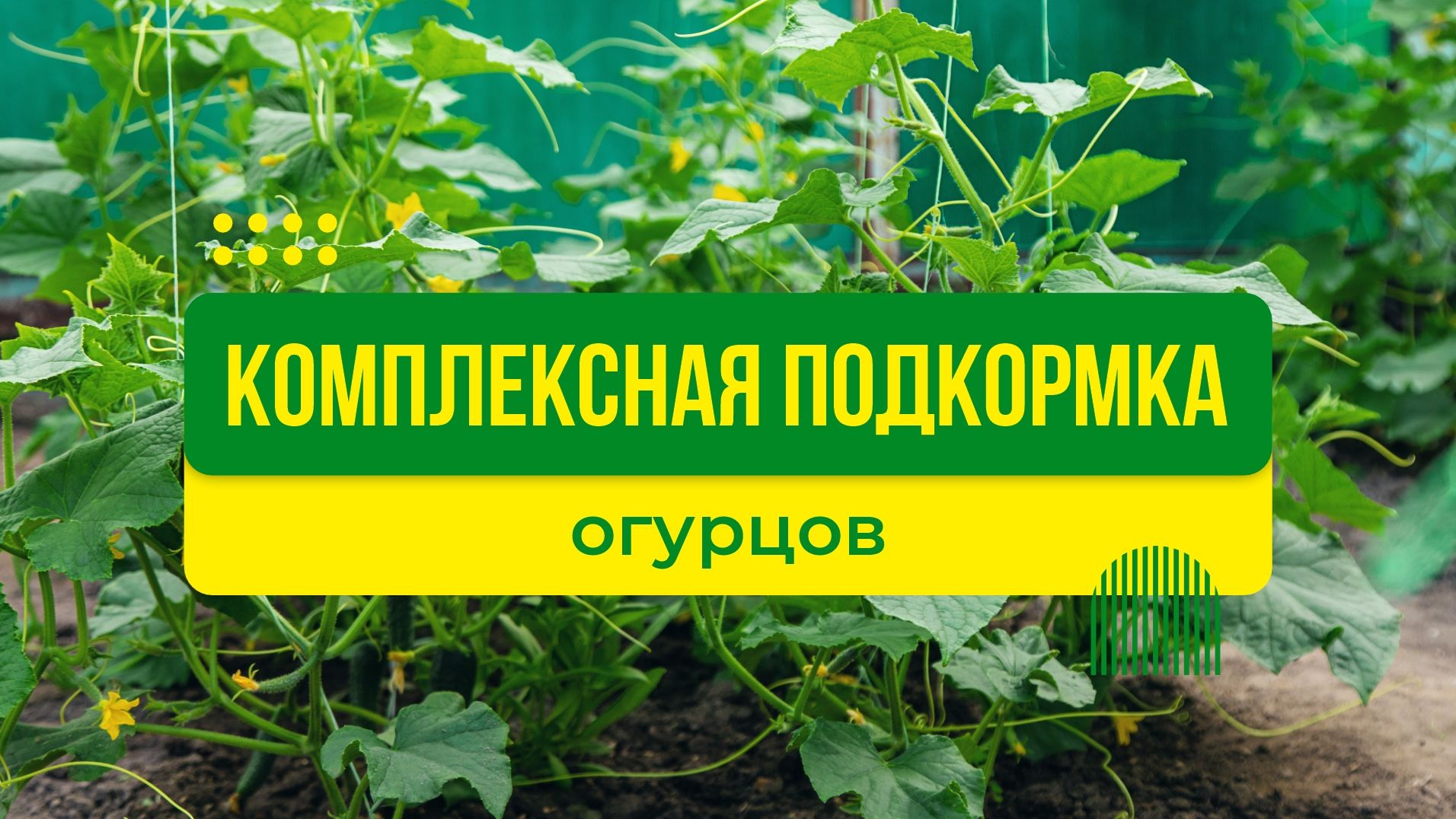 Комплексная подкормка огурцов