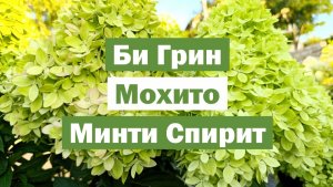 Обзор метельчатых гортензий: БИ ГРИН, МОХИТО, МИНТИ СПИРИТ