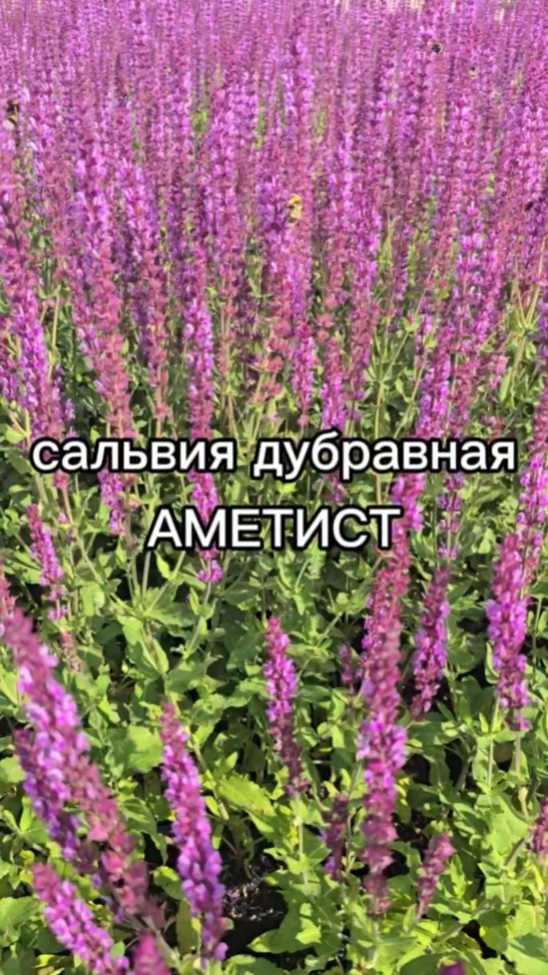 Сделайте это и сальвия зацветет второй раз в сентябре!