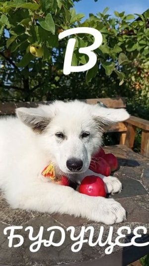 как реализовать мечту.