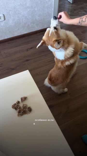 И в чем Корж не прав?