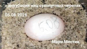 #инкубация_яиц_сухопутной_черепахи ЧЕРЕПАХА снесла ЯЙЦО #среднеазиатская_черепаха #мари_мистик