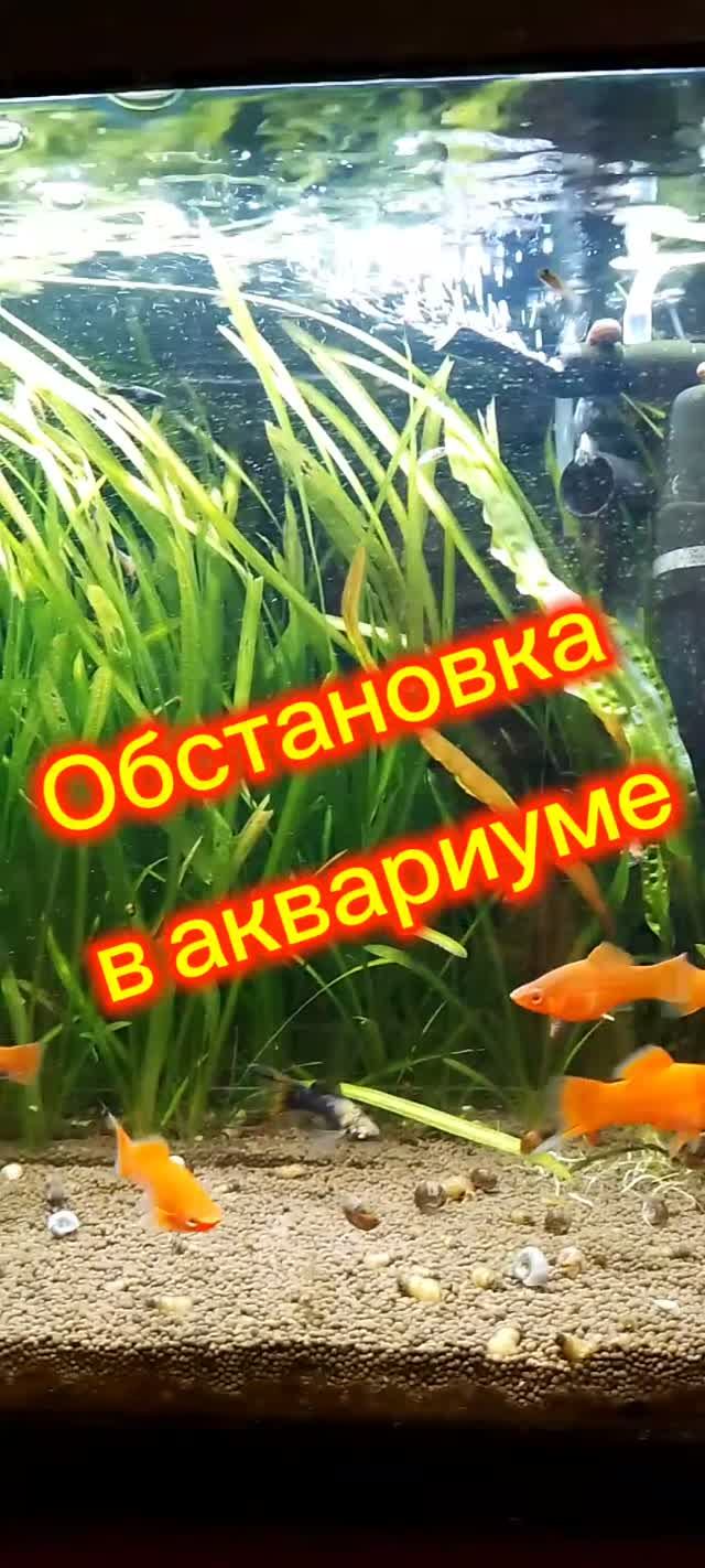 Каркасный аквариум сегодня