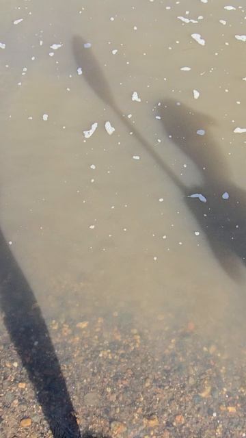 вода на речке , р.Кондома