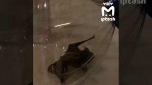 Ночные гости: летучие мыши устроили десант на квартиры Иннополиса