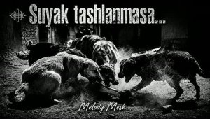 Melody Mesh (Qurbon) - «Suyak tashlanmasa» / «Суяк ташланмаса» [Full HD]
