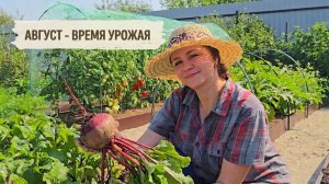 Жаркий сезон - урожай радует. Лагман с грядки